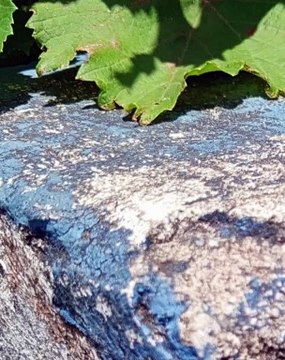 |HABIB ARIEL CORIAT HARRAR | NANOTECNOLOGÍA E INTELIGENCIA ARTIFICIAL (PARTE 1) (@HABIBARIELC)