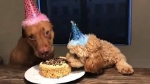 #HappyBirthday: Dos perritos lamen su pastel de cumpleños