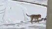 #OMG: Perro mira a su dueño recoger la nieve y luego salta para ser rociedo con nieve
