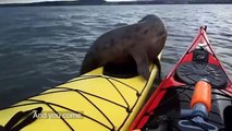 #OMG: Una adorable foca se sube a un kayak