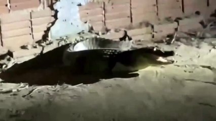 Jacaré surge em quintal de casa e ataca cachorro na Bahia