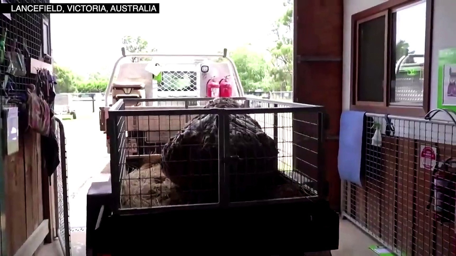 #OMG: Rescatan a oveja 'vagabunda' que parecía el Yeti