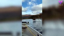 #VIRAL: Filman a un alce “corriendo sobre el agua” cerca de una lancha