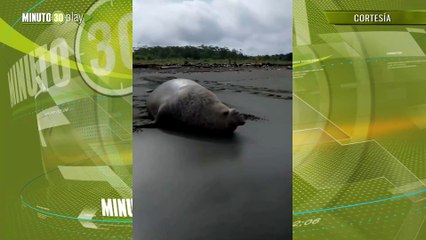 elefante marino en playa de Buenaventura