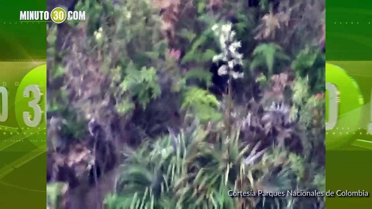 Avistamientos de familia de osos en Nariño
