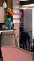 #OMG: El gran danés saca a escondidas bocadillos de la despensa y se los lleva a su habitación.