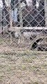 #FUNNY: El burro interrumpe video de un tigre blanco con una hermosa sonrisa