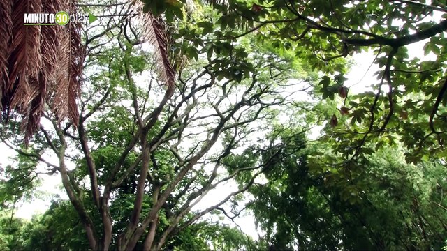 Paremos Ya Corantioquia dice no más pólvora en Navidad para cuidar la fauna silvestre