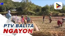 Rice imports ng Pilipinas, inaasahang bababa dahil sa paglakas ng lokal na produksyon ng mga magsasaka