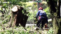 Las imágenes que deja la tala de árboles del túnel verde en Envigado
