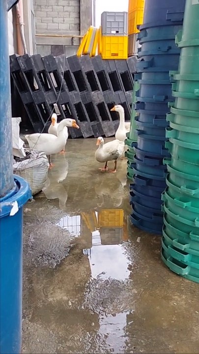 goose