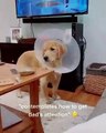 #CUTE: El perro intenta llamar la atención de su padre para negociar las golosinas.