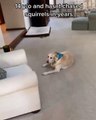 #OMG: Perro viejito persigue a una ardilla, lo cual no hacia en años