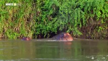 Hipopótamos de la Hacienda Nápoles serían llevados a México e India en un par de meses