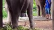 #VIDEO: ASÍ ES COMO SE VEN LOS BEBÉS ANIMALES RECIÉN NACIDOS
