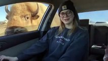 grita cuando un bisonte se acerca a la ventana del coche