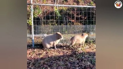 No 3 Hilarious Capybara Compilation 🐾 | Non-Stop Animal Fun with Mas Andre