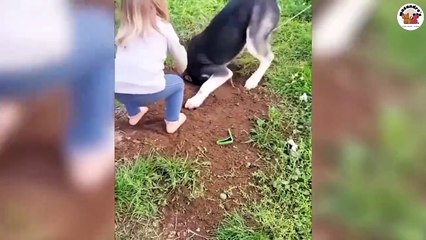 1 Hilarious Animal Moments Compilation 🐶😹