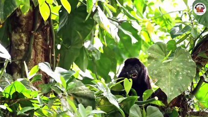 No 2 Top 2 Cutest Wild Animal Compilations 🐾 - Hilarious Cat & Dog Moments!