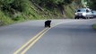 #CUTE: Cachorros de osos jugando en l a carretera