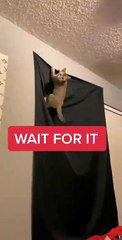 Download Video: #OMG: El gato se sube a la cortina y la arranca de la pared mientras está colgado de ella.