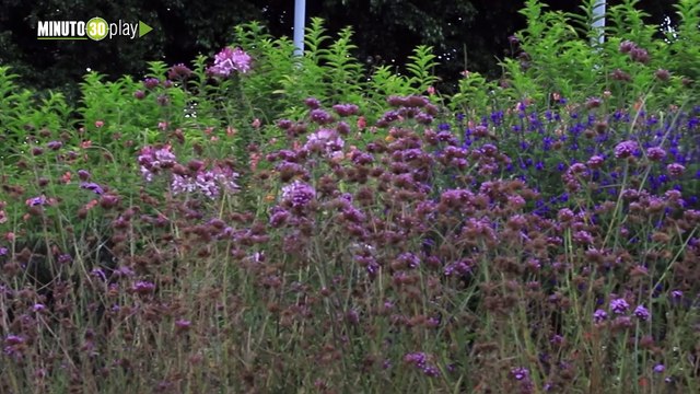 Medellín, la primer ciudad del país que emite bonos de carbono, para controlar el cambio climático