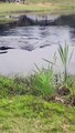 #OMG: Una mujer se asusta al ver que un caimán aparece fuera del agua para comerse el pescado capturado por su marido -