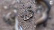 #VIRAL: Sorprende pelea entre serpiente y una hormiga