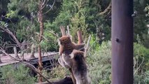Simpáticos koalas juguetones caen de un árbol