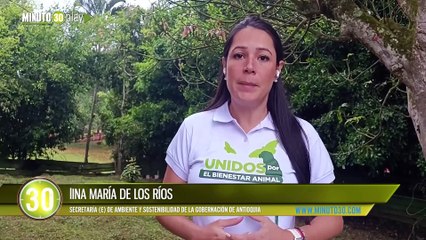 Corralejas en Caucasia dejan ocho heridos