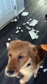#VIRAL: Perro emocionado por mostrarle a su dueña el desastre que hizo en su ausencia