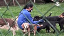 Detectan primer caso de perro contagiado con variante británica del Covid-19 en España