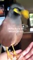 #CUTE: Adorable pajarito habla como un ser humano