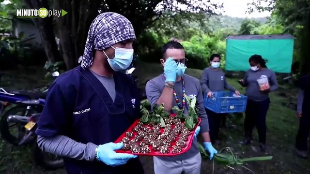 El drama de 108 monos liberados de la crueldad de un laboratorio en Colombia