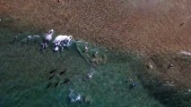 #OMG: Delfines y focas persiguen a los peces en una playa de surf australiana
