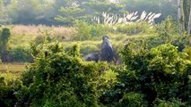 ¡Trabajo en equipo Jumbo! Los elefantes se ayudan mutuamente a liberarse