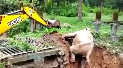 #CUTE: Elefante agradece a sus héroes después de ser rescatado