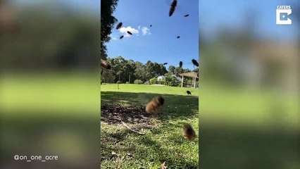 Скачать видео: #OMG: Apicultor instala una cámara de colmena para grabar a las abejas en acción