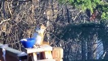 #OMG: Ardilla se emborracha al comer peras fermentadas