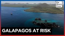 Darwin's Galapagos island species, protected yet still at risk