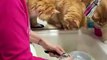 #CUTE: 3 tristes gatitos supervisan el lavado de platos de su dueña