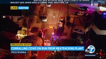 Las vacas salen en estampida por el barrio de Pico Rivera