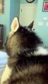 #CUTE: Husky está enfadado con mamá y se niega a decirle que la quiere.