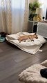 #OMG: Perro despierta al crujido de una tostada que se come su dueño