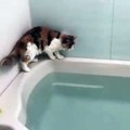 El gato se arrepiente de haber saltado a la bañera