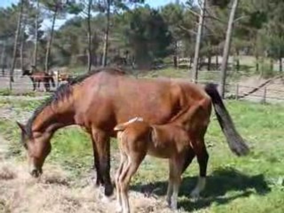 Le Poulain et sa maman