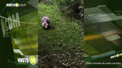 En Pilarica grabaron a una mamá zarigüeya cargando al menos 15 crías