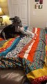 #OMG: Cachorro de gran danes destruyendo un cobertor