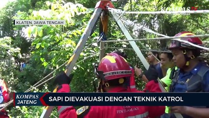 Saat Diikat, Sapi Berbobot 400 Kilogram Tercebur Sungai Sedalam 15 Meter