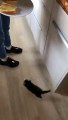 #CUTE: Pequeño gatito trepando por la pierna del pantalón de mamá con la esperanza de conseguir su tostada.